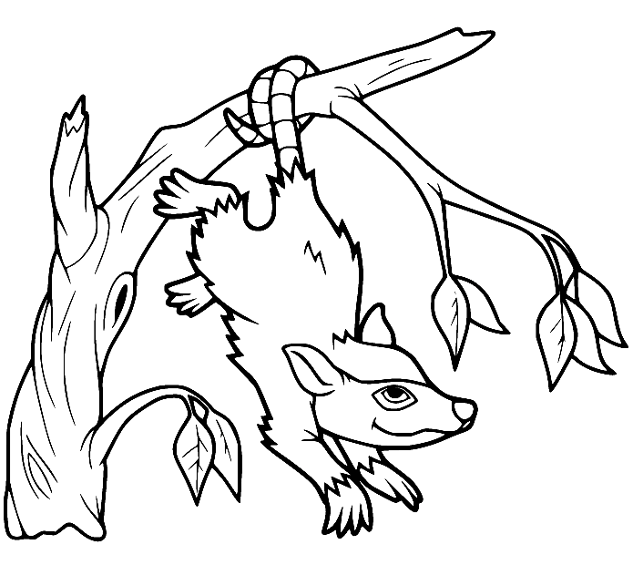 Opossum coloring pages printable for free download
