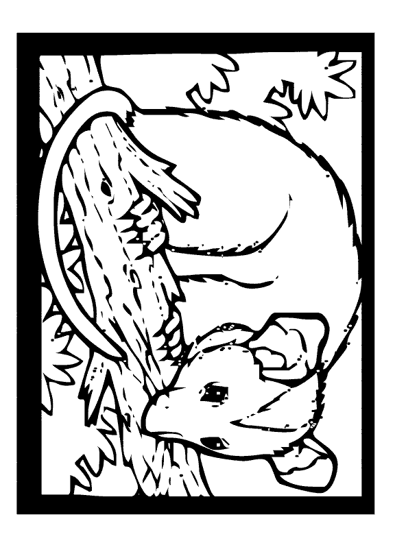 Opossum coloring page