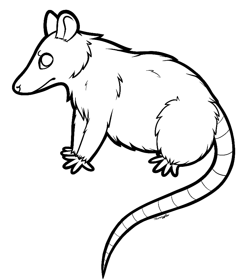 Opossum coloring pages printable for free download