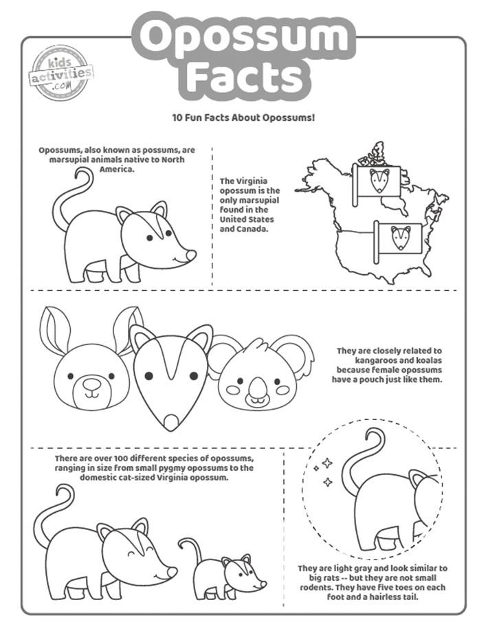 Fun opossum facts that will surprise you kids activities blog
