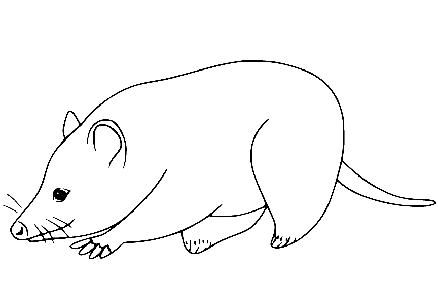 Opossum coloring pages printable for free download