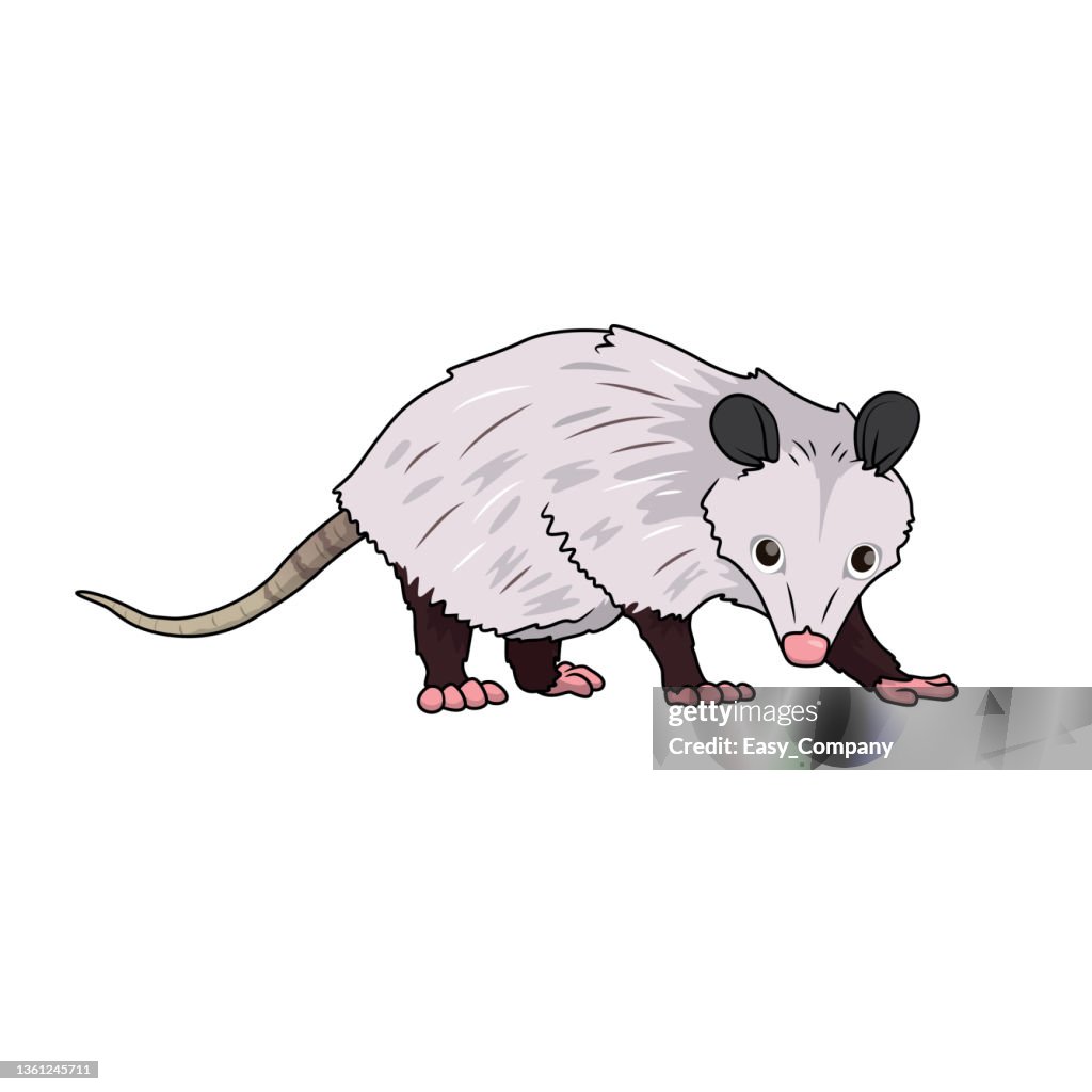 Color vector illustration of childrens activity coloring book pages with pictures of animal opossum high