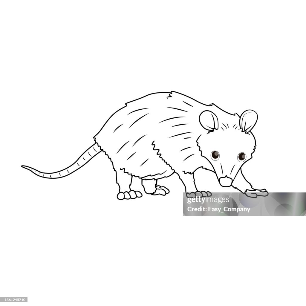 Black and white vector illustration of childrens activity coloring book pages with pictures of animal opossum high