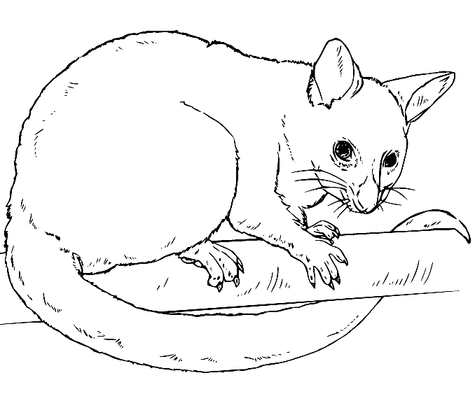 Possum coloring pages