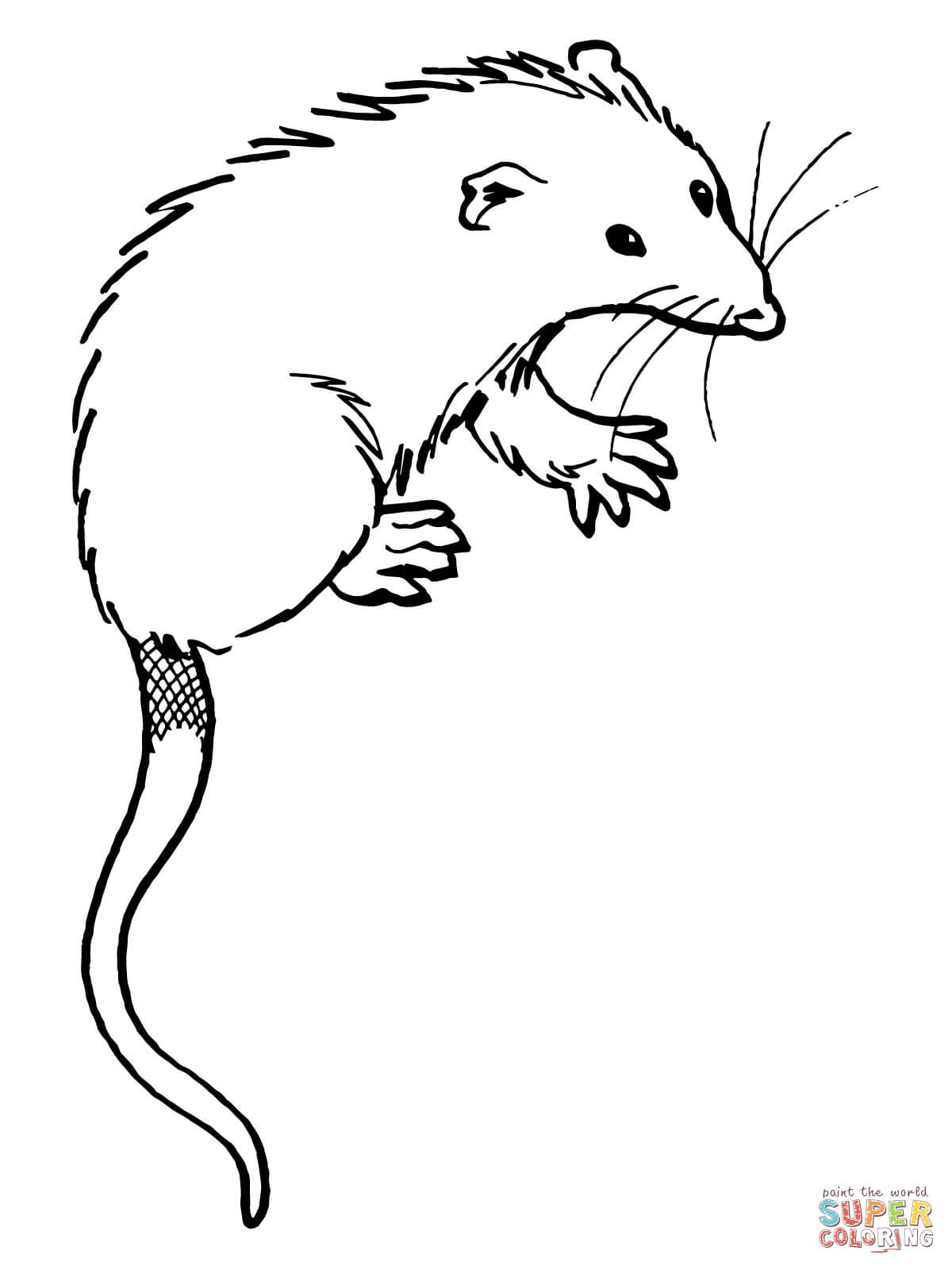 Virginia opossum coloring page free printable coloring pages