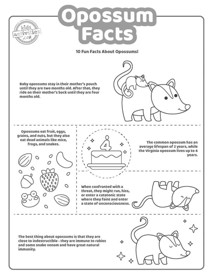 Fun opossum facts that will surprise you kids activities blog