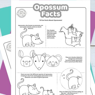 Fun opossum facts that will surprise you kids activities blog