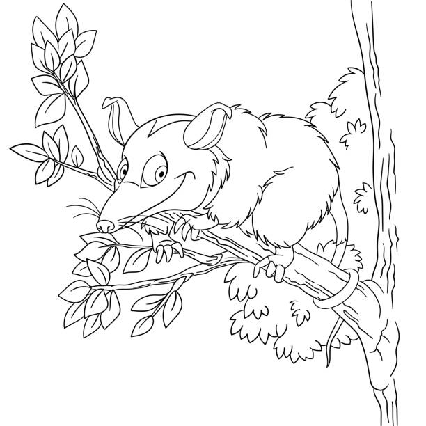Cute possum drawing stock illustrations royalty