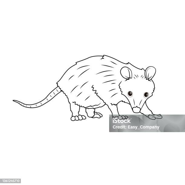 Color vector illustration of childrens activity coloring book pages with pictures of animal opossum stock illustration