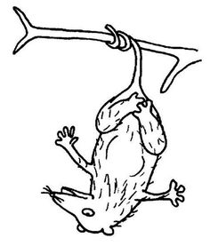Possum coloring page ideas possum coloring pages coloring pictures
