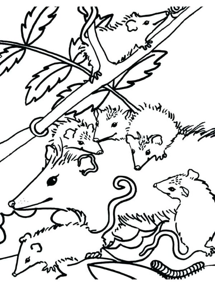 Possum coloring pages pdf possums live in the trees and occasionally come down to the ground to look fâ coloring pages owl coloring pages animal coloring pages