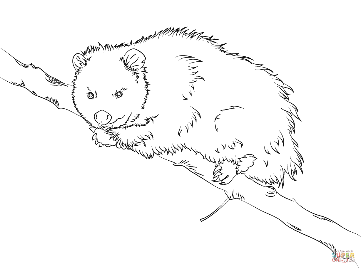 Virginia opossum sits on a tree coloring page free printable coloring pages