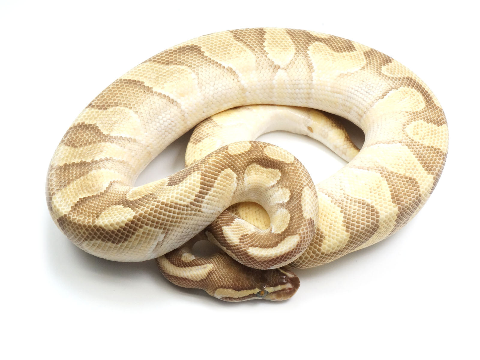 Female pastel enchi orange ghost ball python â new england reptile
