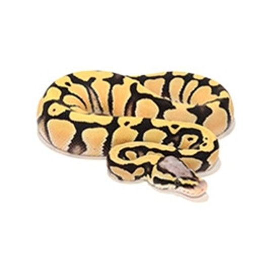 Speciality ball pythons pastel desert ghost ball python from