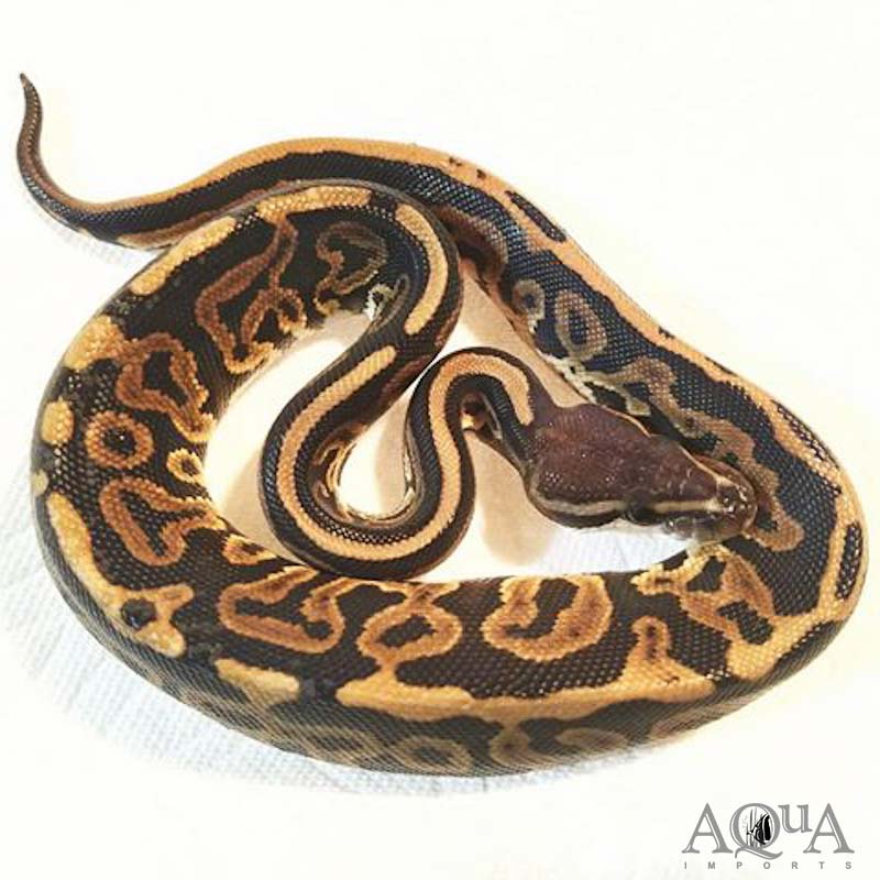 Female black pastel leopard possible het orange ghost ball python