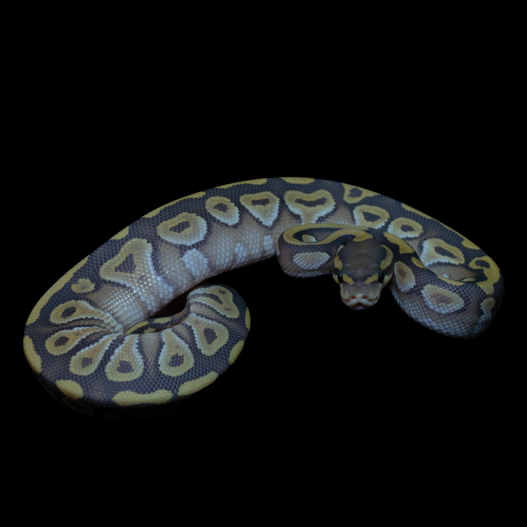 Ball python mojave hypo het clown