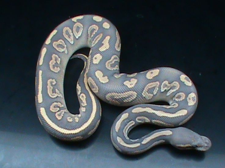 Black pastel orange ghost ball python pet snake ball python morphs