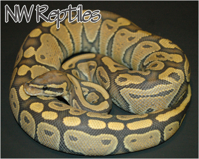 Northwest reptiles