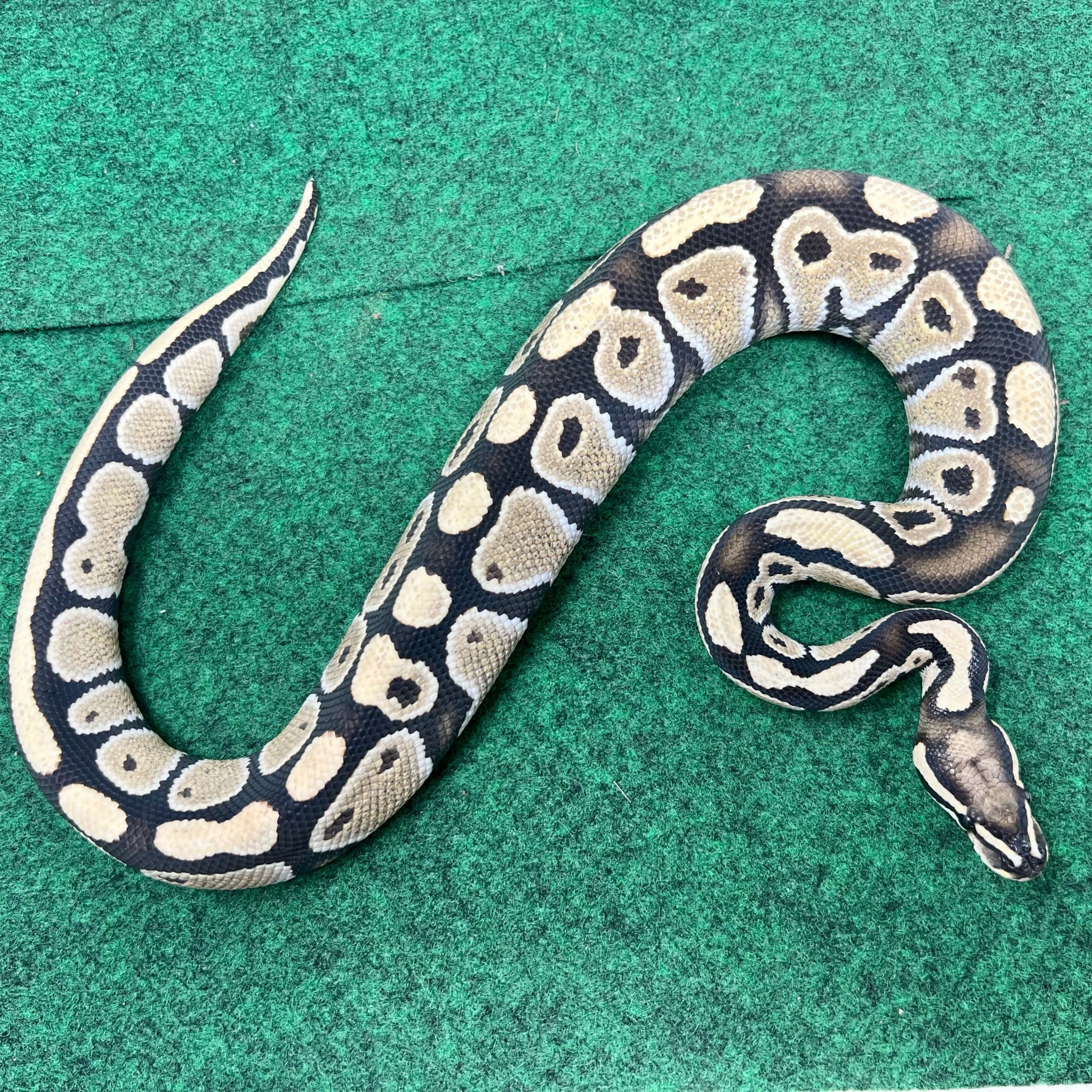 Low grade axanthic ghost ball python albino ball pythons for sale