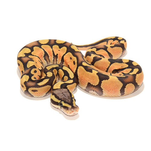 Pastel desert ghost ball pythons for sale â big apple pet supply