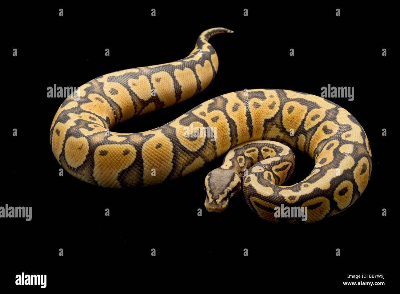 Ball python hi