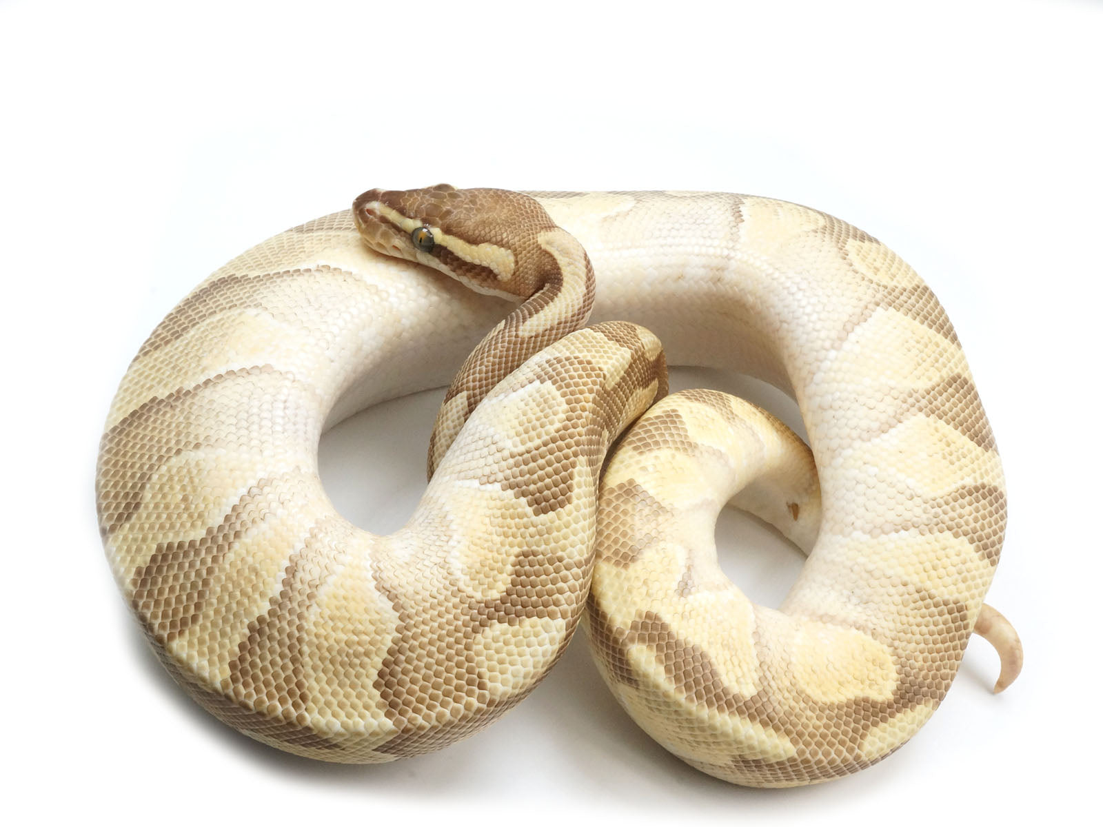 Female pastel enchi orange ghost ball python â new england reptile