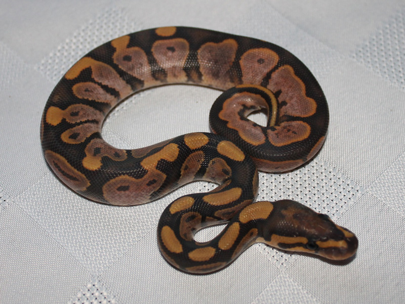 Sugar orange ghost