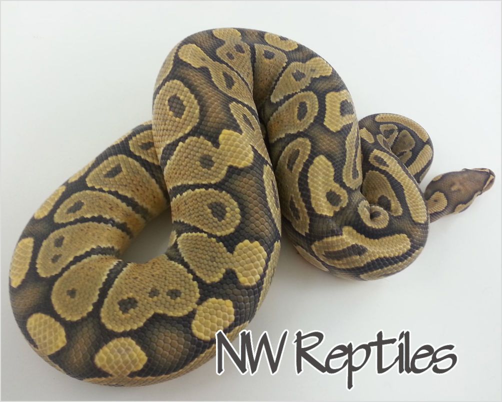 Northwest reptiles