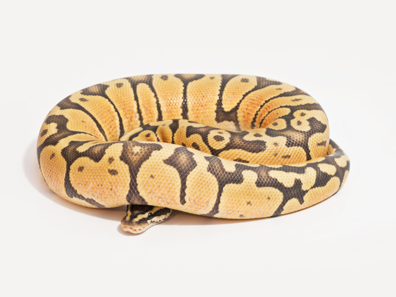 Orange ghost pastel