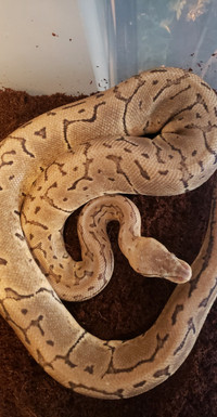 Buy or sell reptiles and amphibians in abbotsford