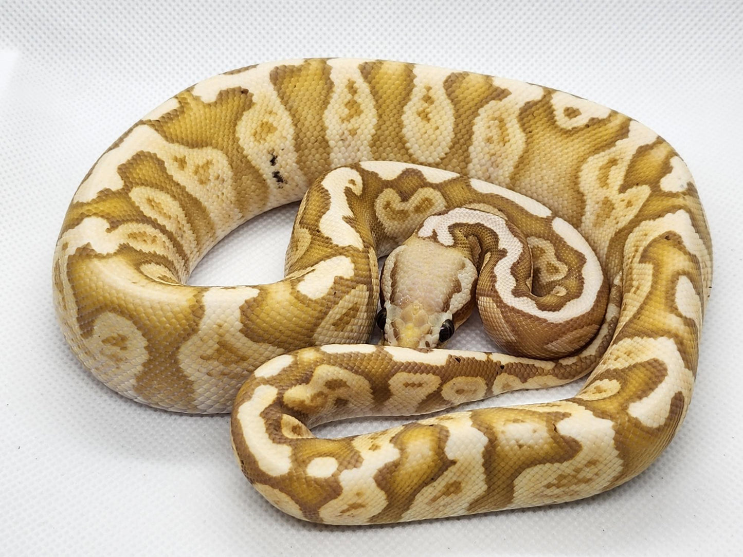 Banana ghi pastel het orange ghost female â firststrike snakes feeders