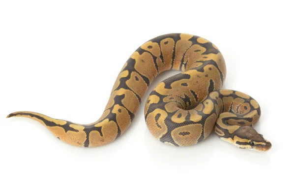 Paradox crystal ball python stock photo by fivespots
