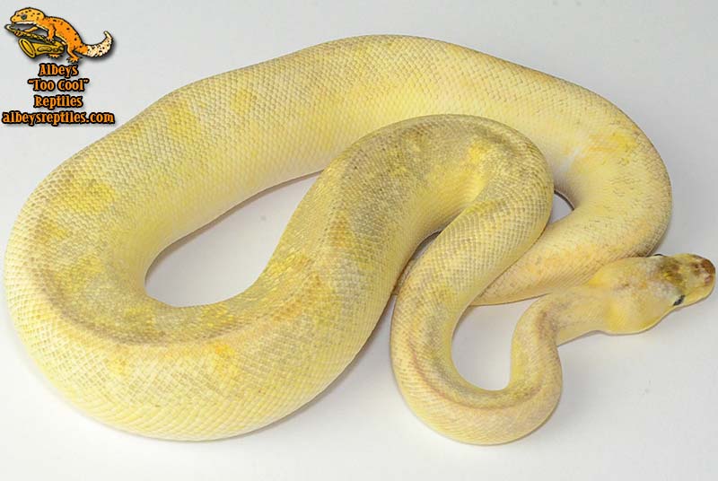 Available ball pythons