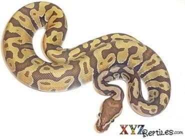 Baby ball pythons for sale baby ball python