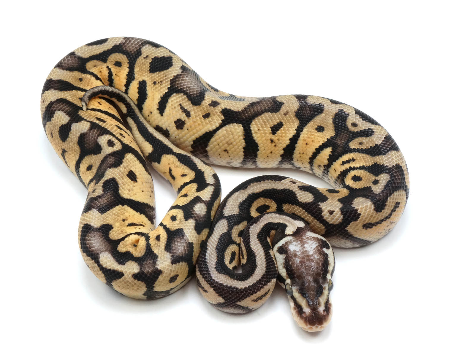 Sale male super pastel het desert ghost het clown ball python â new england reptile
