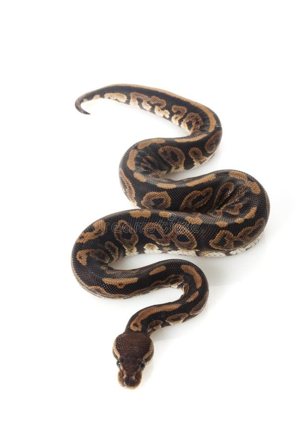 Pastel ball python stock photos