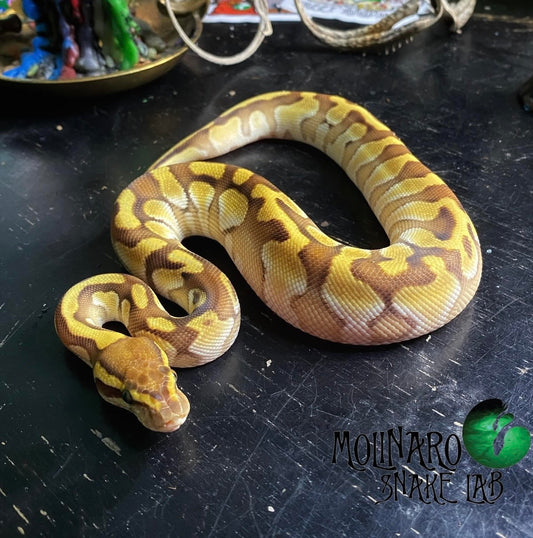 The molinaro snake lab