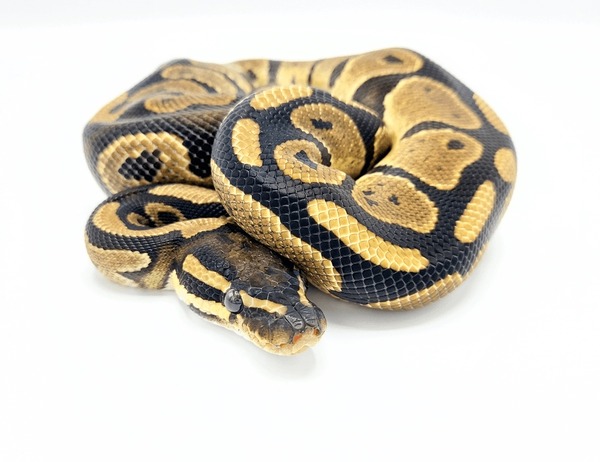 Ball python isolated royalty