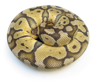 Ball python gallery
