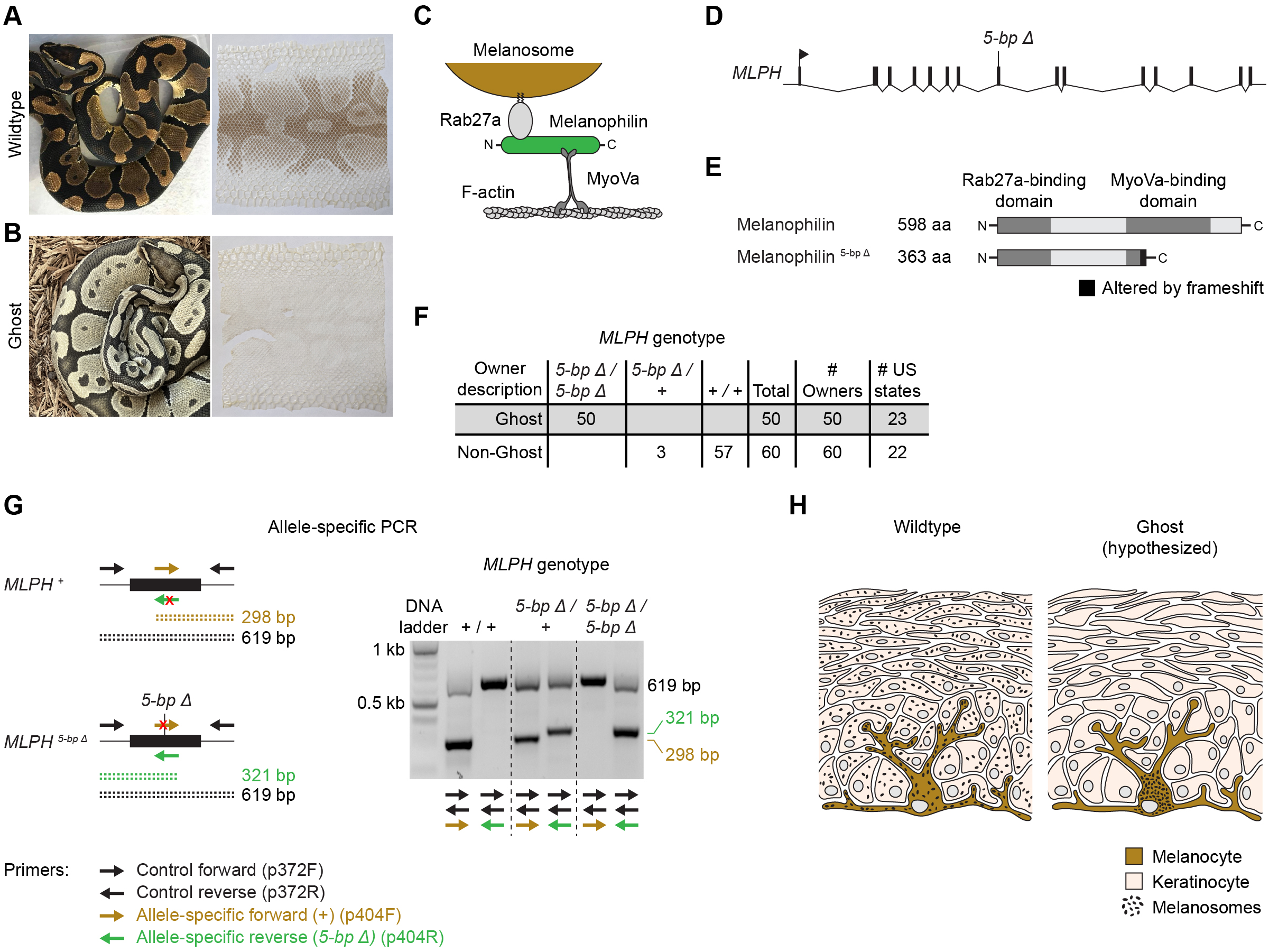 A frameshift variant in the melanophilin gene is associated with loss of pigment from shed skin in ball pythons python regius