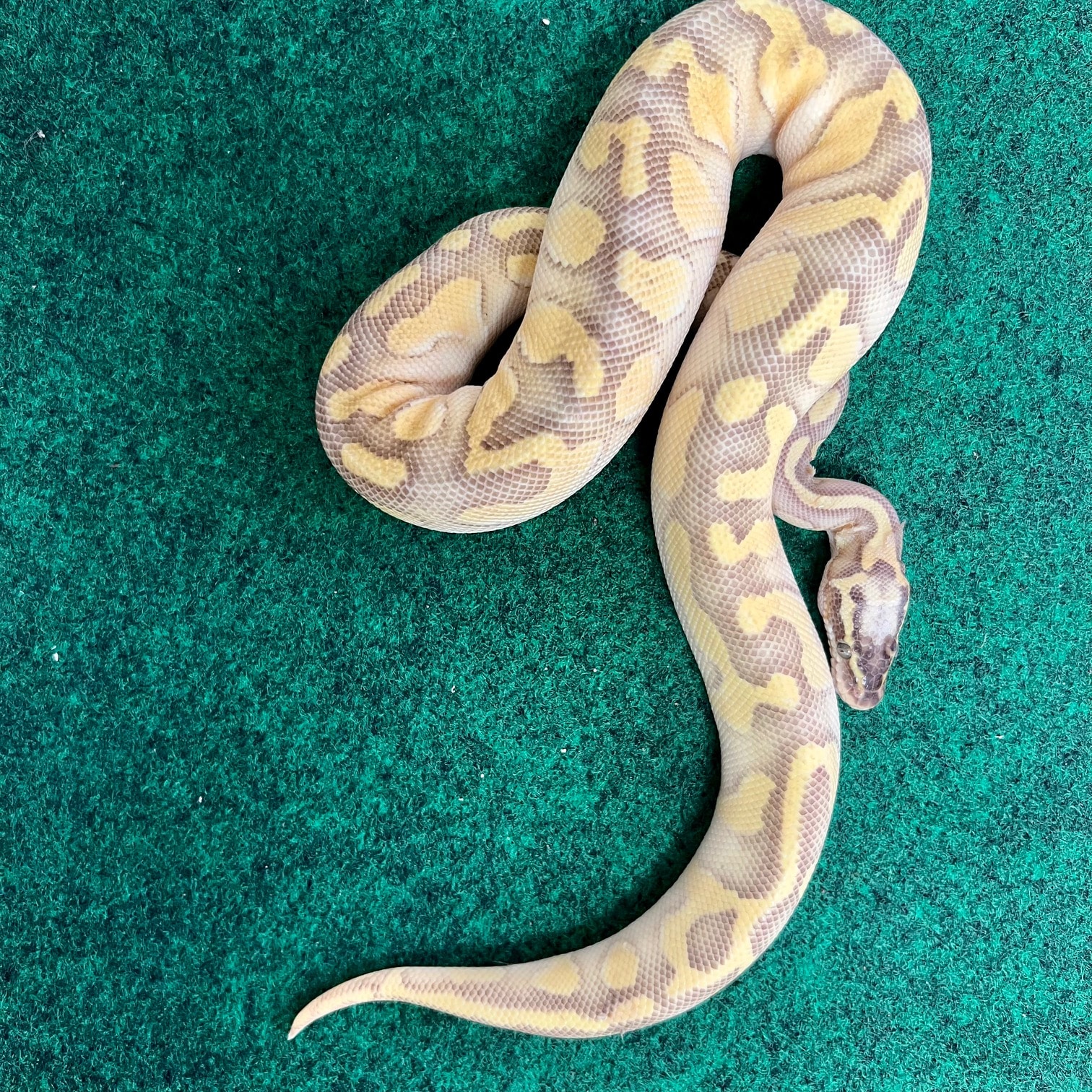 Exact pastel enchi ball python for sale ball pythons for sale