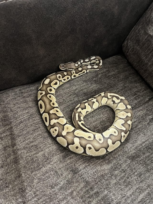 Hunger strike rballpython