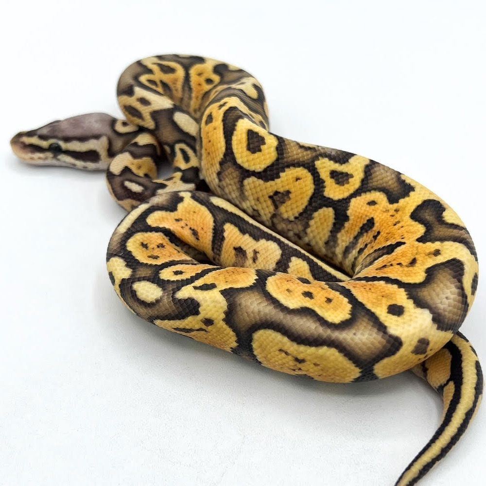 Pastel vanilla ghost ball python â big baby