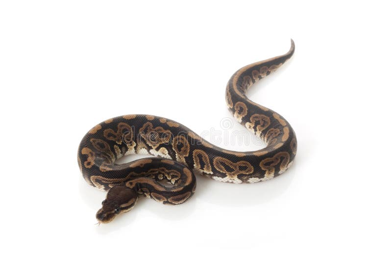 Pastel ball python stock photos