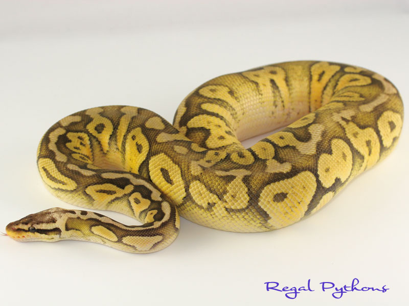 Orange ghost super pastel