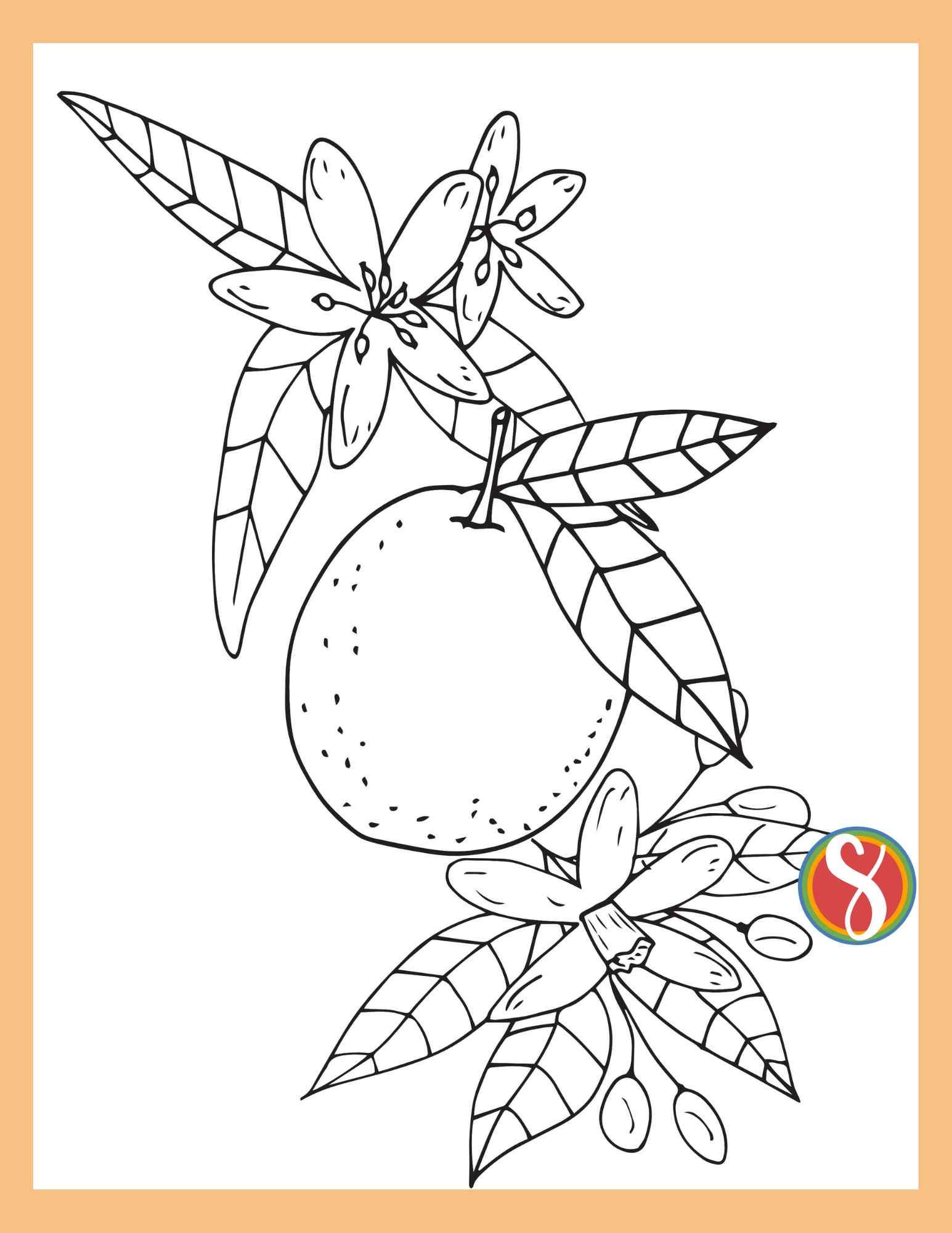 Free orange blossom coloring pages â stevie doodles