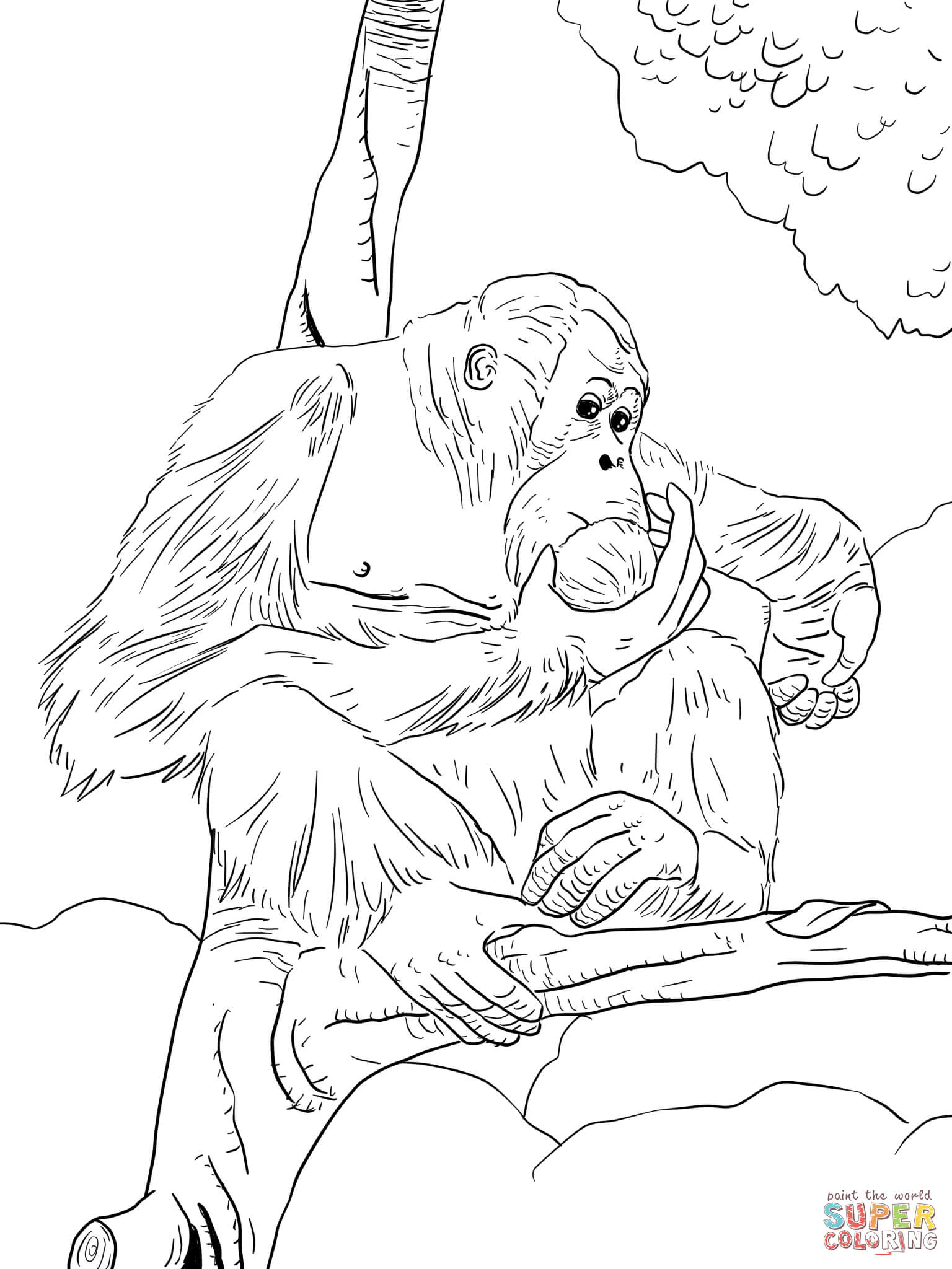 Bornean orangutan coloring page free printable coloring pages