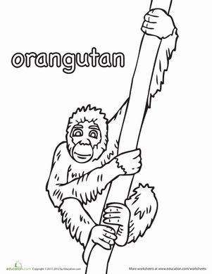 Color the orangutan worksheet education orangutan coloring worksheets for kindergarten orangutang
