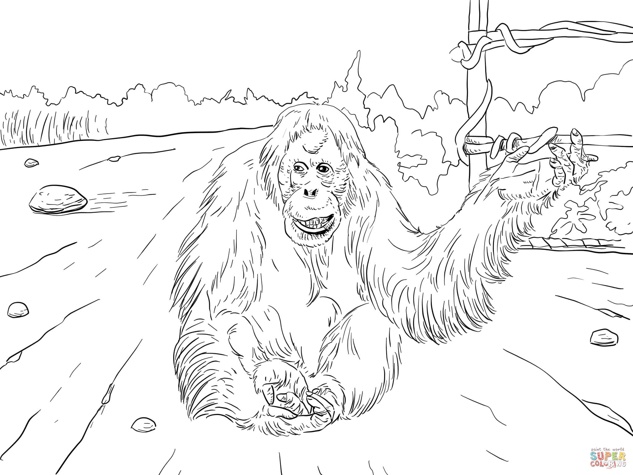 Sumatran orangutan coloring page free printable coloring pages
