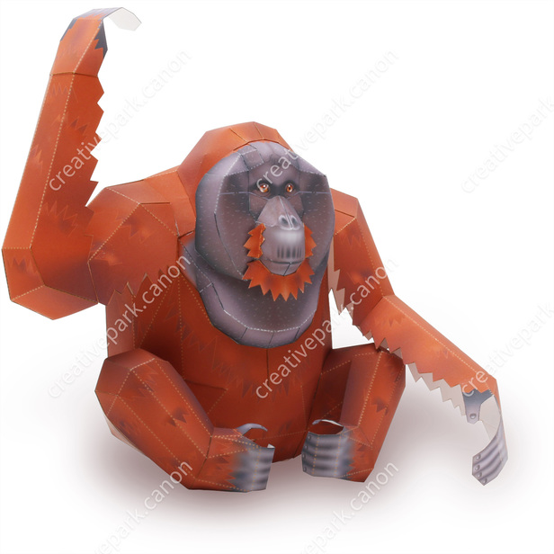 Orangutan male sitting